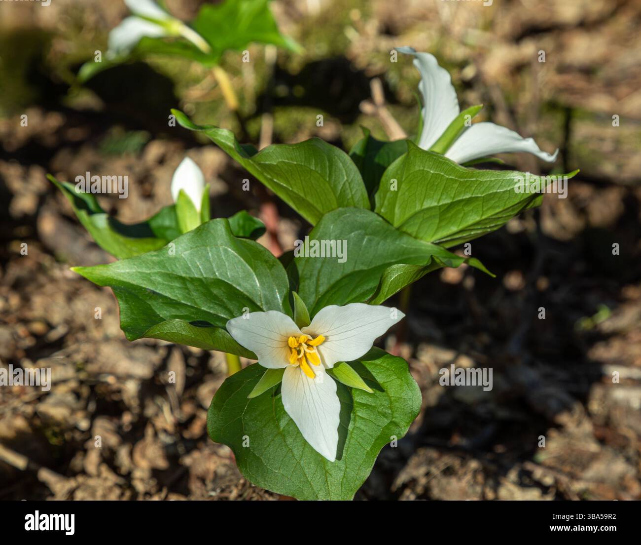 WA28392-00...WASHINGTON - Trillium occidentali che fioriscono sotto gli alberi sulla cima della Dog Mountain nella gola del fiume Columbia. Foto Stock