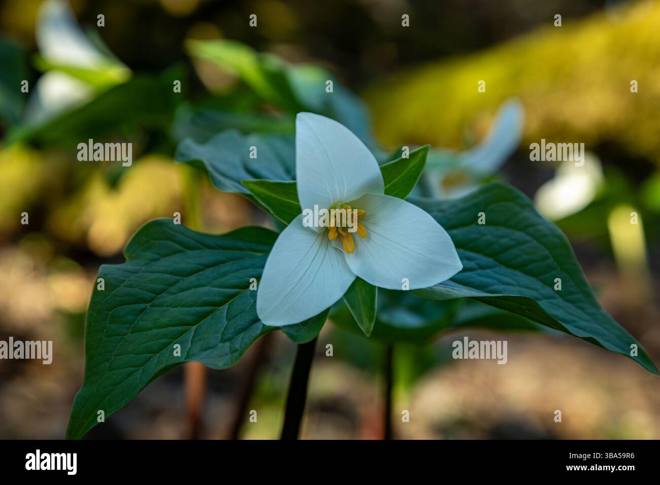 WA28393-00...WASHINGTON - Trillium occidentali che fioriscono sotto gli alberi sulla cima della Dog Mountain nella gola del fiume Columbia. Foto Stock