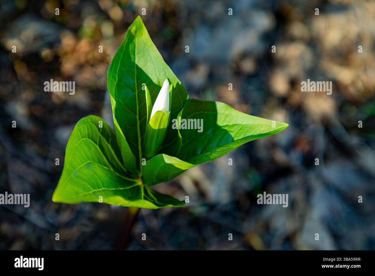 WA28395-00...WASHINGTON - Trillium occidentali che fioriscono sotto gli alberi sulla cima della Dog Mountain nella gola del fiume Columbia. Foto Stock