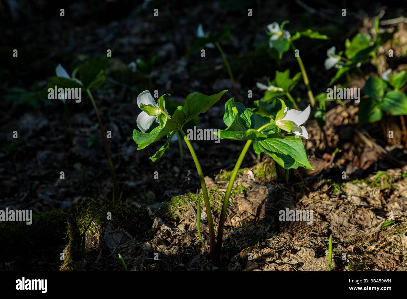 WA28399-00...WASHINGTON - Trillium occidentali che fioriscono sotto gli alberi sulla cima della Dog Mountain nella gola del fiume Columbia. Foto Stock