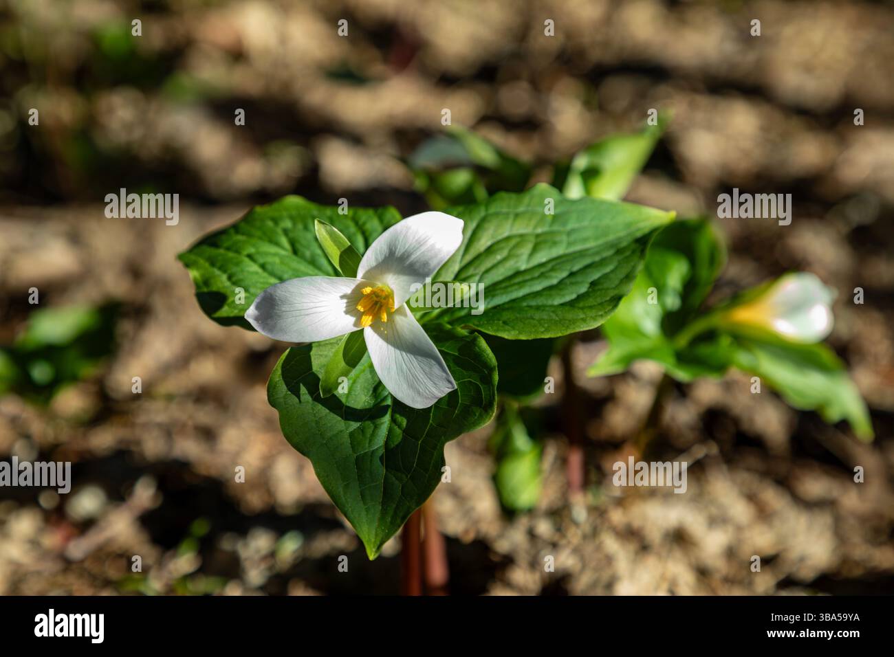WA28401-00...WASHINGTON - Trillium occidentali che fioriscono sotto gli alberi sulla cima della Dog Mountain nella gola del fiume Columbia. Foto Stock