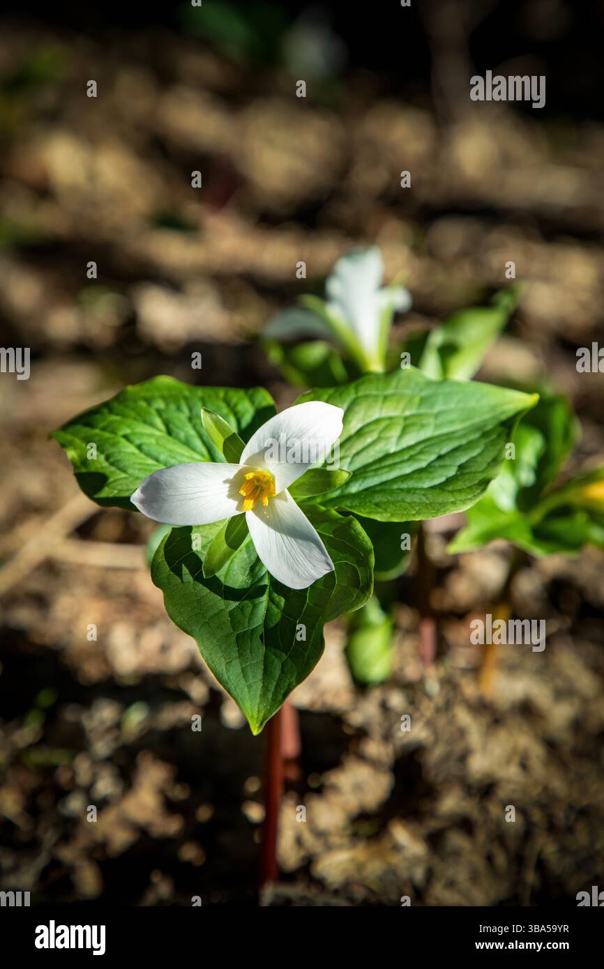 WA28402-00...WASHINGTON - Trillium occidentali che fioriscono sotto gli alberi sulla cima della Dog Mountain nella gola del fiume Columbia. Foto Stock