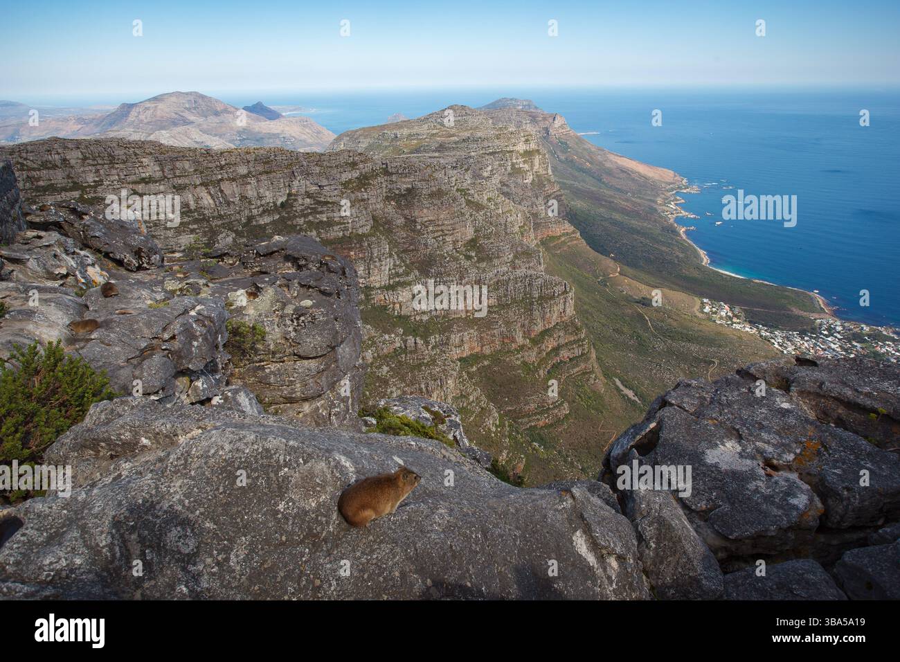 L'hyrax rock, chiamato anche dassie, Cape hyrax, Rock Rabbit e coney, e il punto panoramico dell'iconica Table Mountain e Cape of the Good Hope, ca Foto Stock