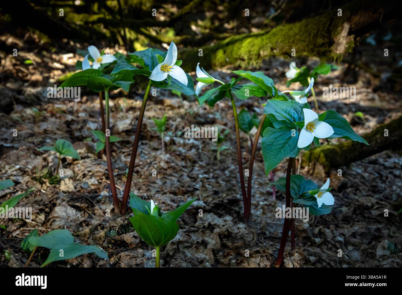 WA28403-00...WASHINGTON - gruppo Western Trilliums fiorito sotto gli alberi sulla cima della Dog Mountain nella gola del fiume Columbia. Foto Stock