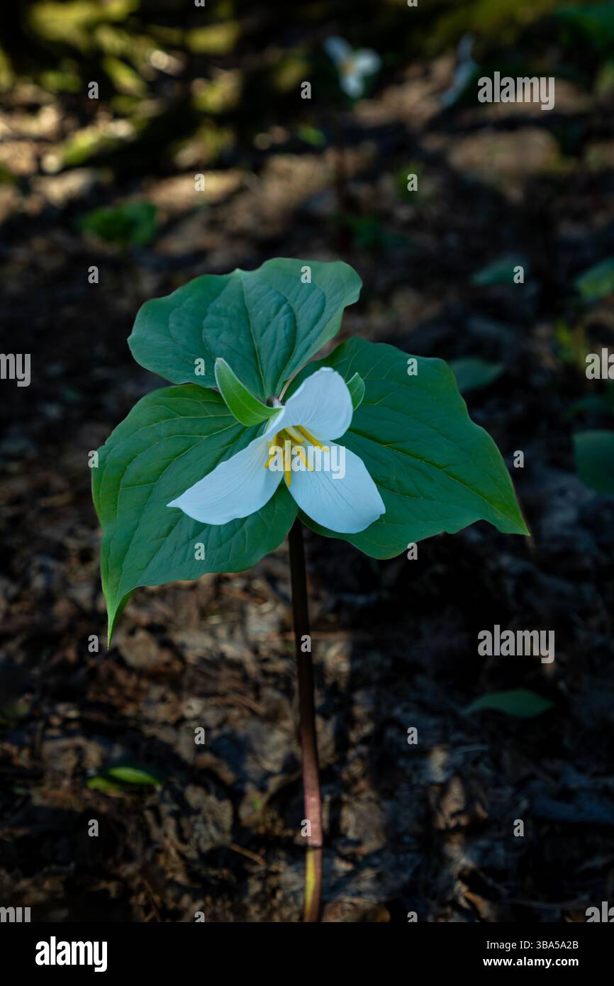 WA28404-00...WASHINGTON - Trillium occidentale che fiorisce sotto gli alberi sulla cima della Dog Mountain nella gola del fiume Columbia. Foto Stock