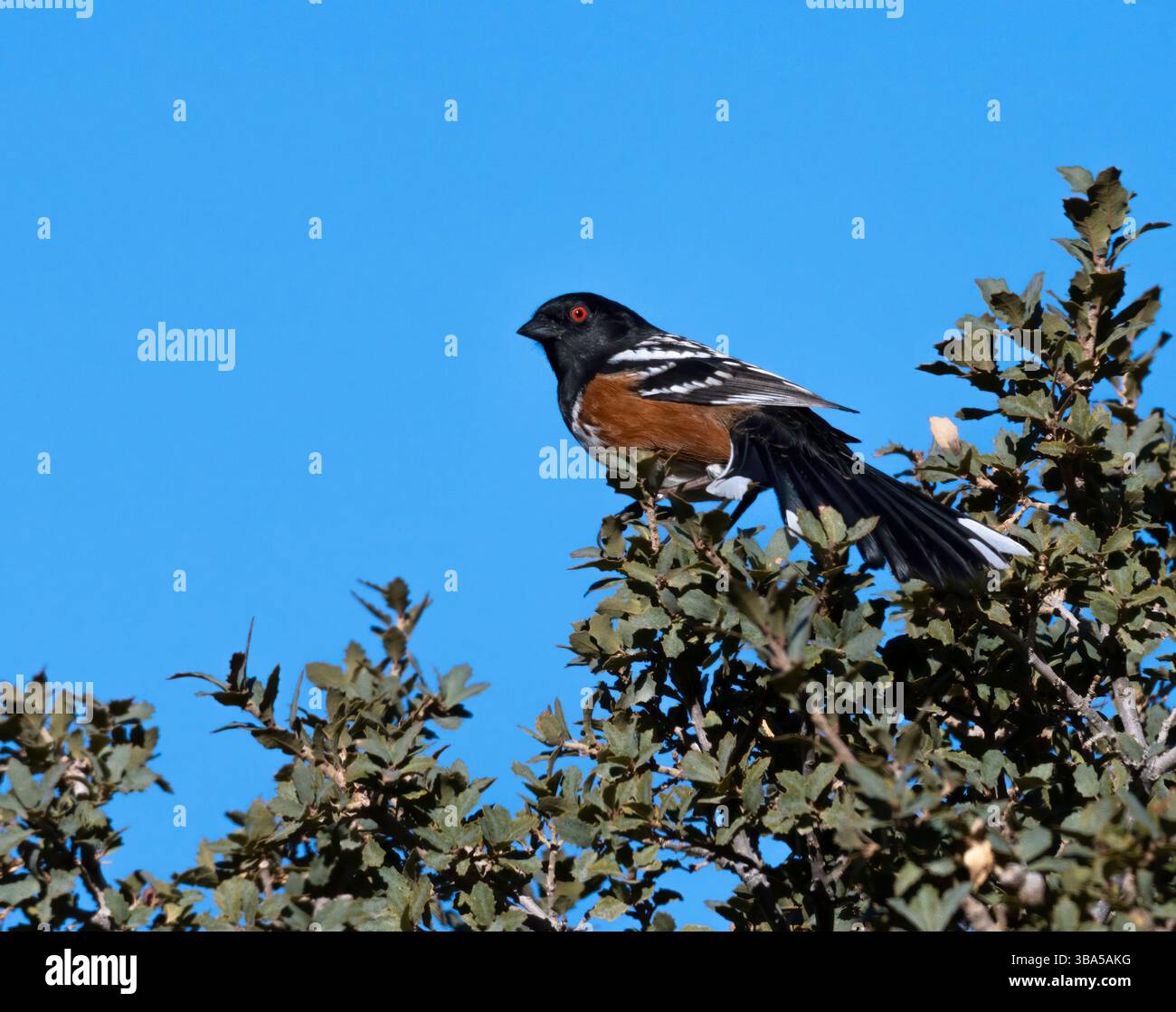 La punta maculata (Pipilo maculatus) sulla cima dell'albero nel Red Rock Canyon, Nevada, Stati Uniti Foto Stock