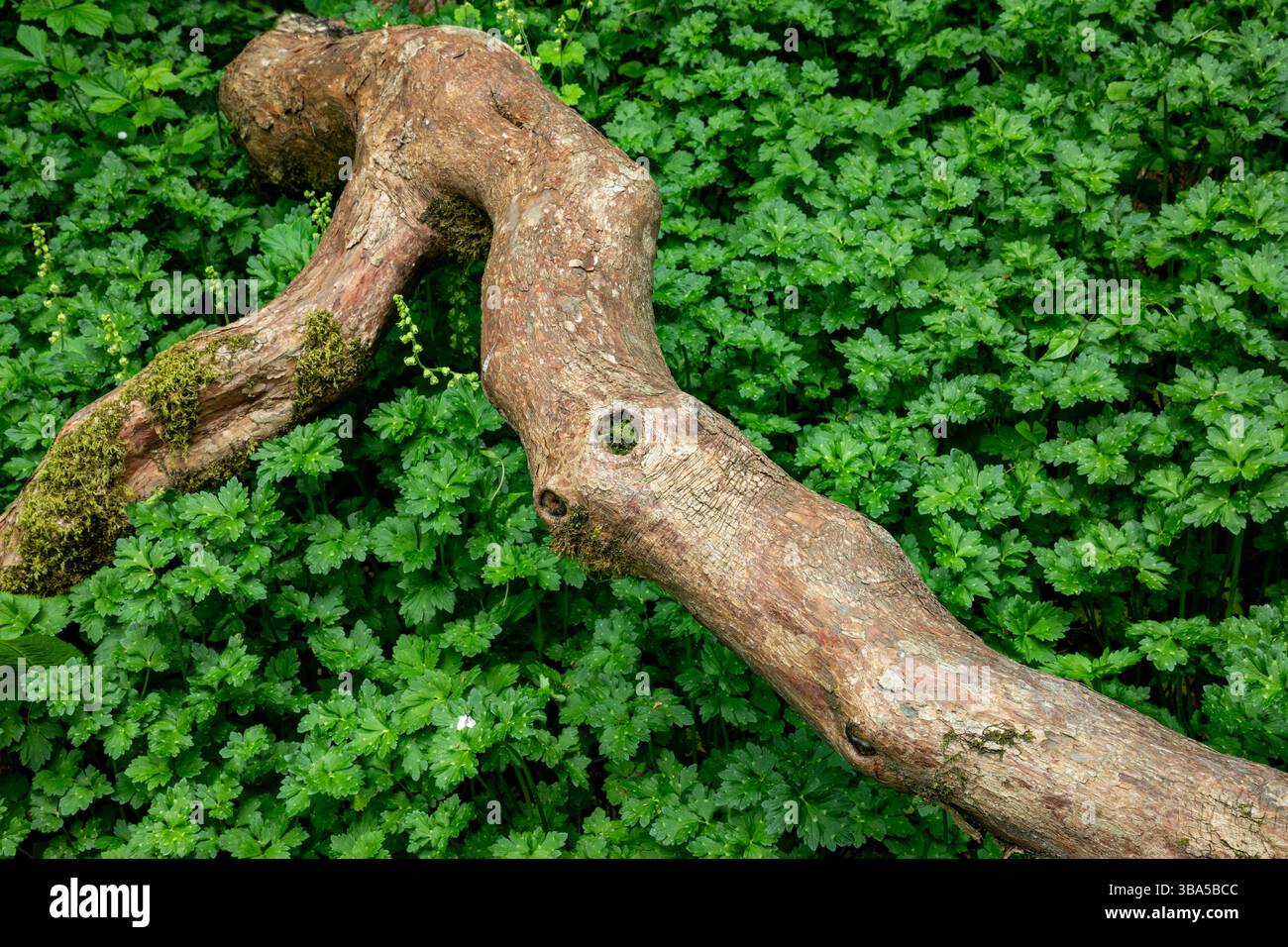 WA28432-00...WASHINGTON - Un ramo caduto in un mare di verde al Washington Park Arboretum di Seattle. Foto Stock