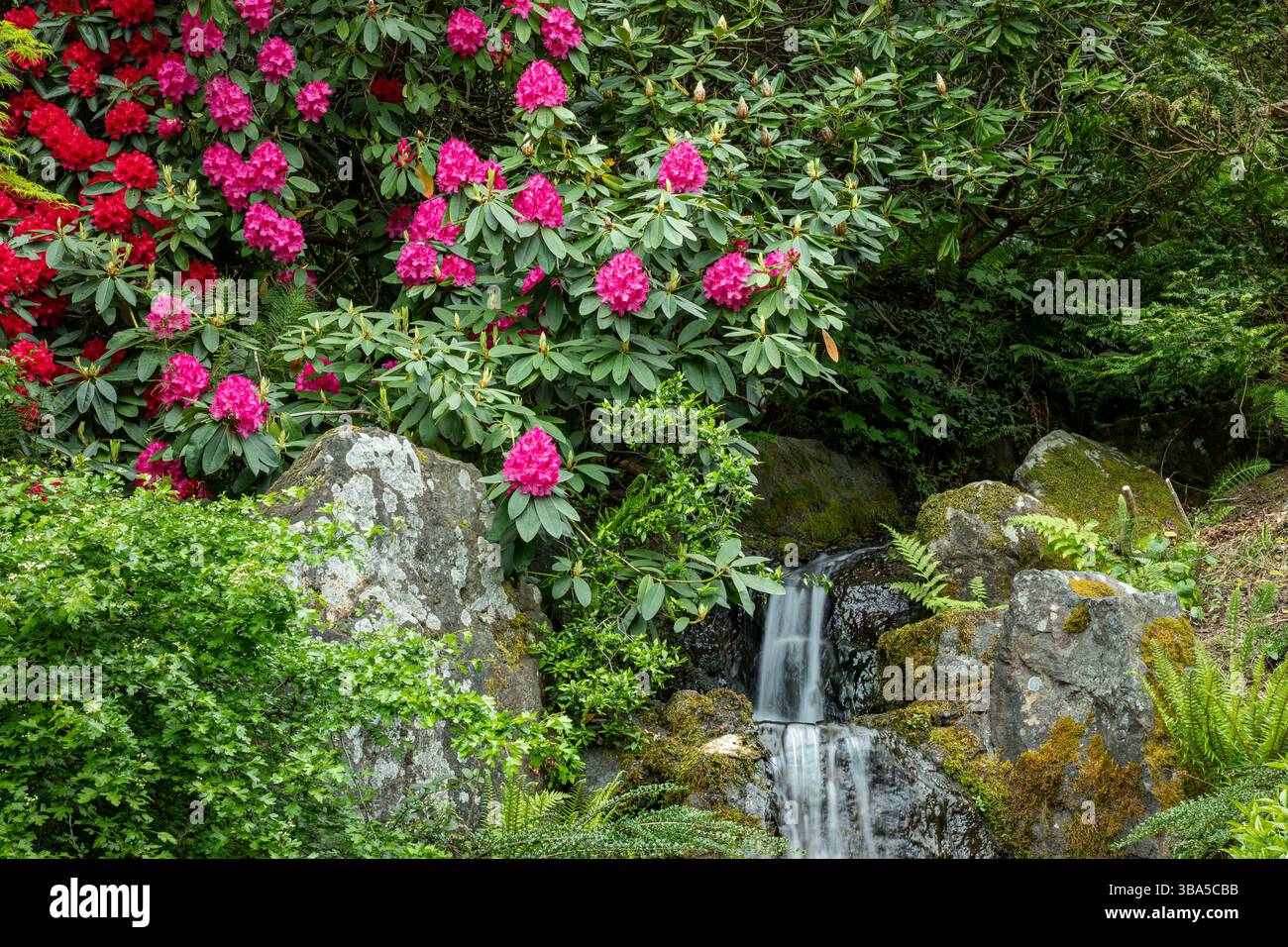 WA28445-00...WASHINGTON - Rotodendri e una piccola cascata, primavera ai giardini Kubota di Seattles. Foto Stock