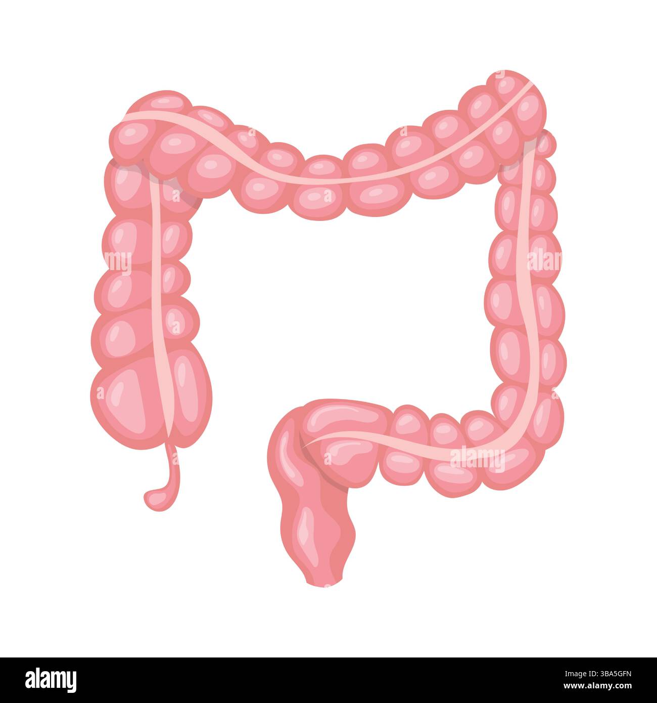 Intestino crasso che mostra ceco, colon e retto Illustrazione Vettoriale Intestino crasso che mostra ceco, colon e retto Illustrazione Vettoriale