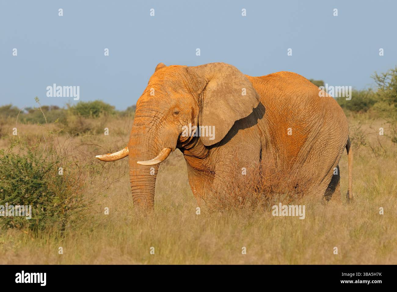 Un grande elefante toro africano (Loxodonta africana) che cammina nell'habitat naturale del Sudafrica Foto Stock