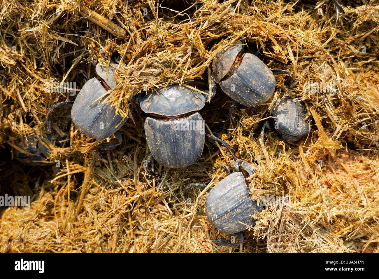 Coleotteri da sterco di braccio di ferro (Pachylomera femoralis), che scavano nel letame di elefante, Sudafrica Foto Stock