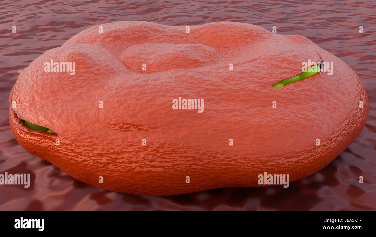 Una rappresentazione 3d dei globuli rossi rivela un'infestazione interna di numerosi parassiti nel suo stadio merozoite o trofozoite. Foto Stock