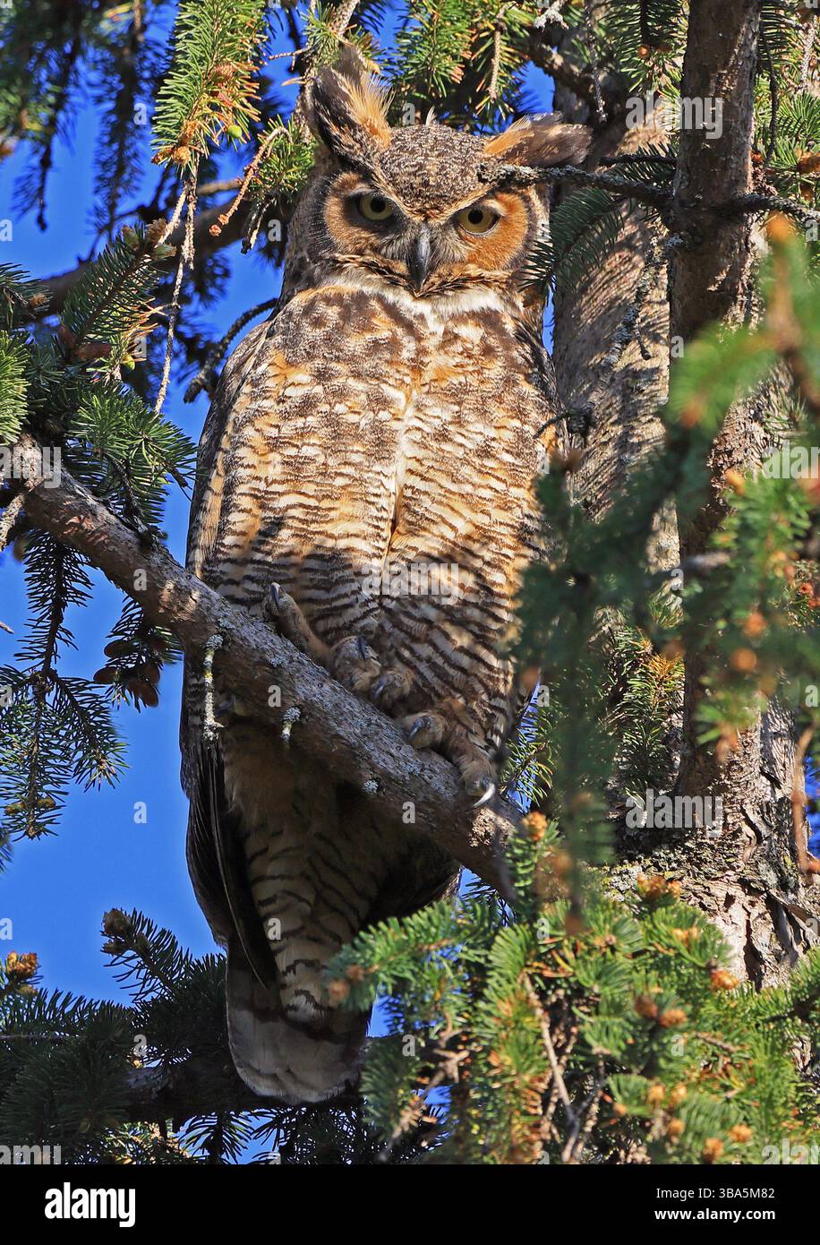 Gufo dalle grandi corna arroccato su un ramo di abete nella foresta, Quebec, Canada Foto Stock