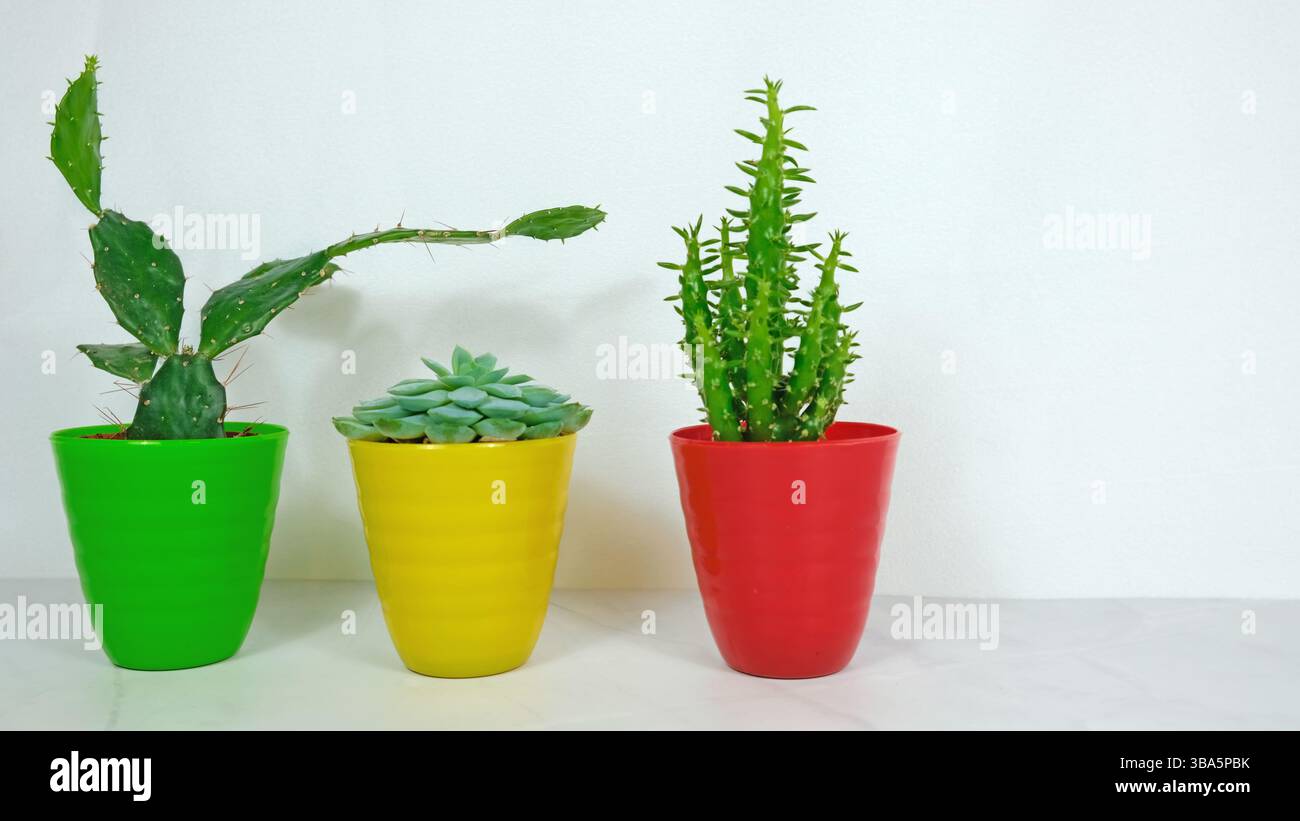 Tre diversi tipi di cactus decorativi disposti in vasi colorati Foto Stock