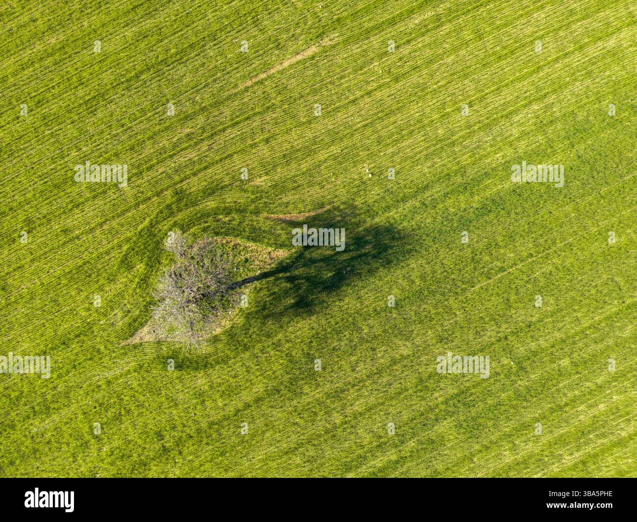 Vista aerea dall'alto verso il basso di un campo con un albero solitario Foto Stock