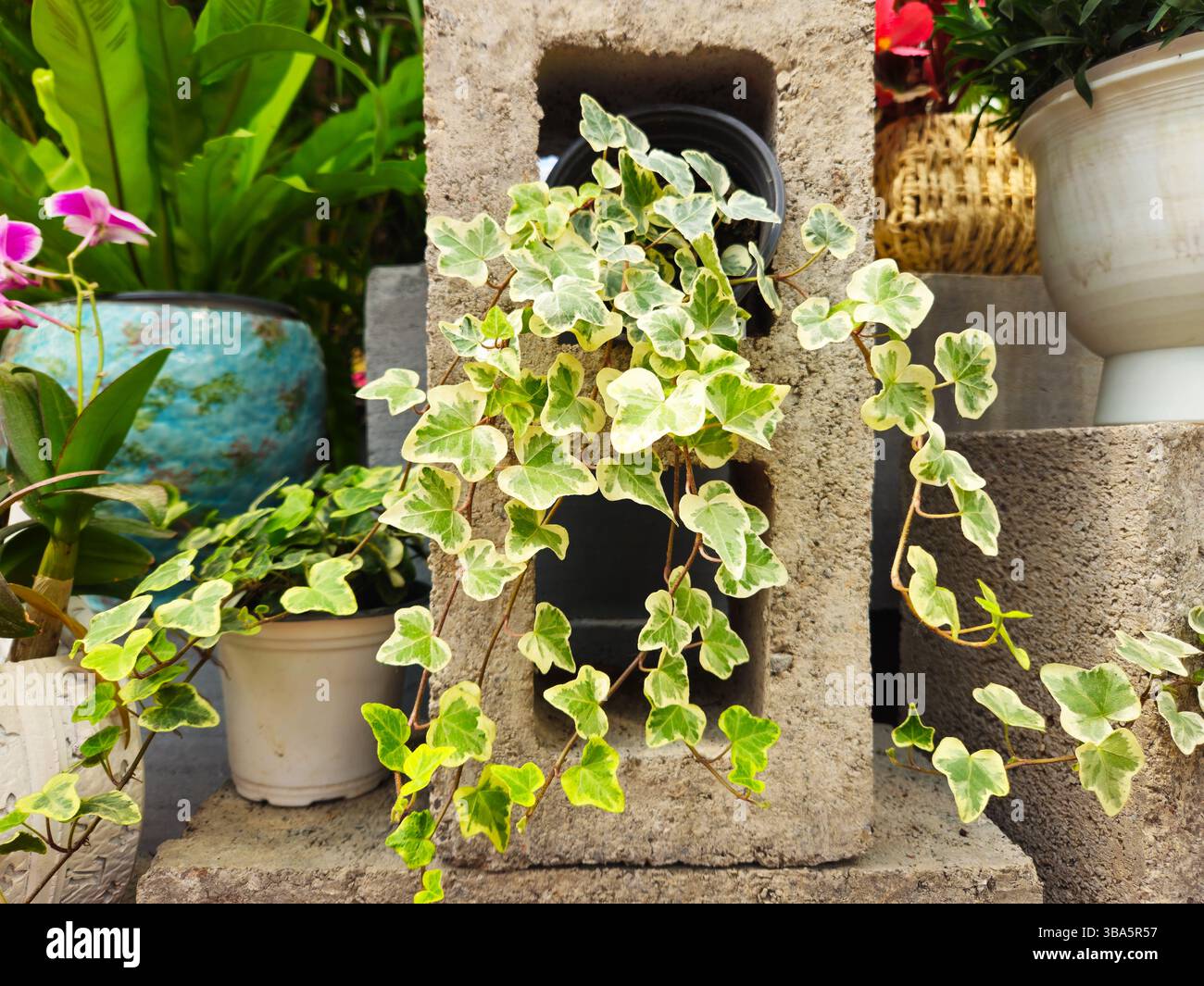 Edera variegata che cresce dal blocco di cemento nel giardino ornamentale Foto Stock