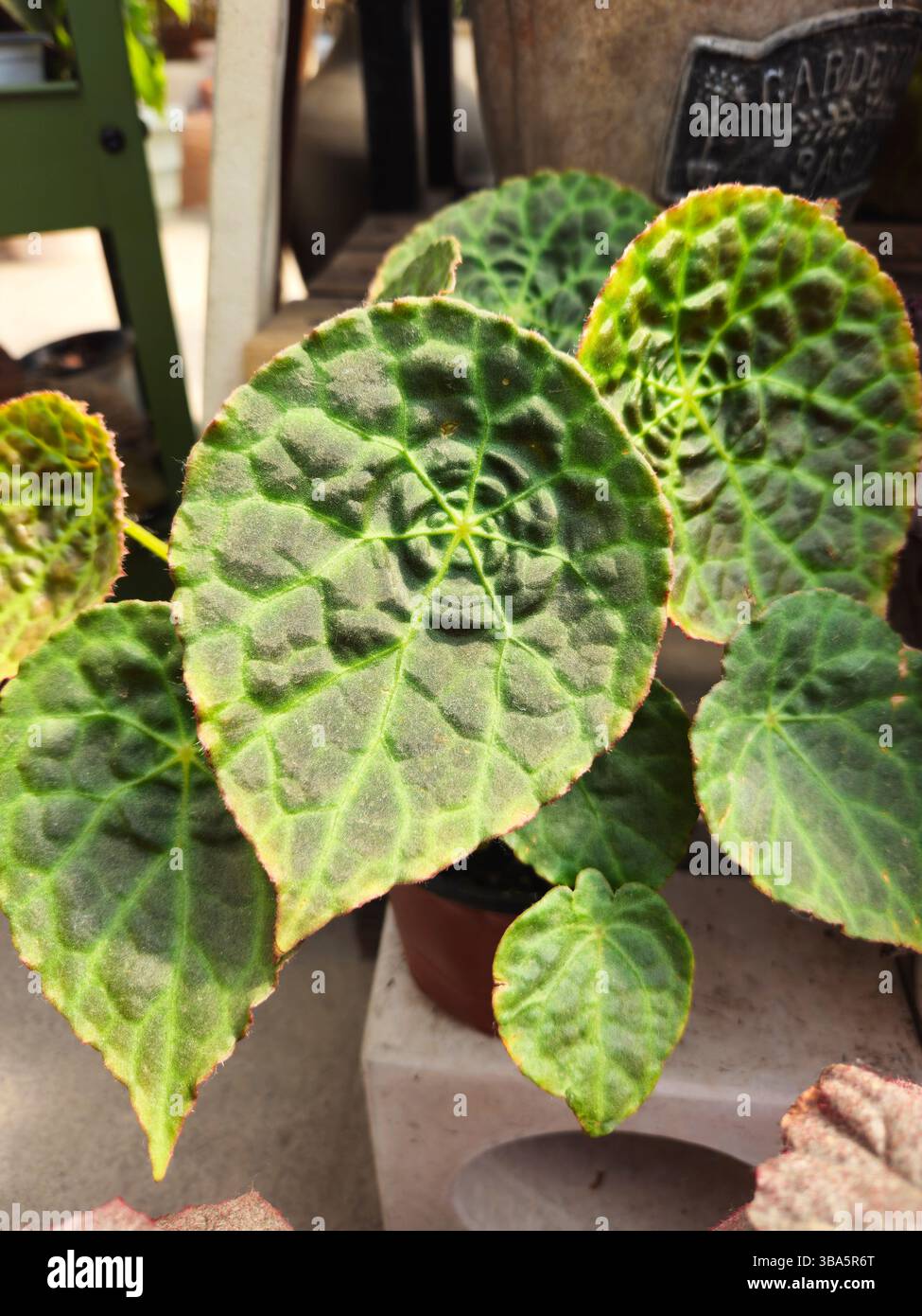 Primo piano della struttura della foglia di Begonia in luce naturale Foto Stock