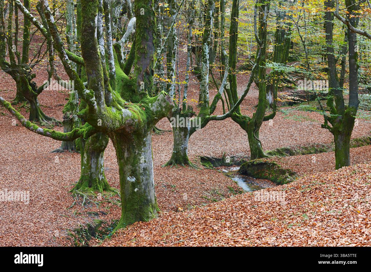 Foresta di faggi a Vizcaya. Hayedo Otzarreta, Gorbeia. Paesaggio autunnale. Spagna Foto Stock