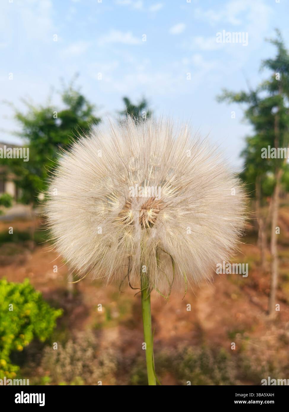 Primo piano della testa di un dente di leone maturo su uno sfondo naturale sfocato sotto il cielo blu Foto Stock