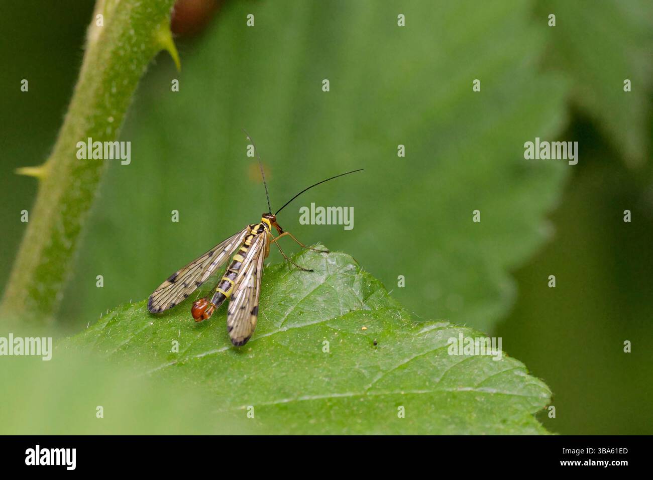 Scorpione vola Panorpa communis, ha rovesciato l'addome somigliante alla puntura dello scorpione, becco come proiezione verso il basso dalla testa per l'alimentazione e lunghe antenne Foto Stock