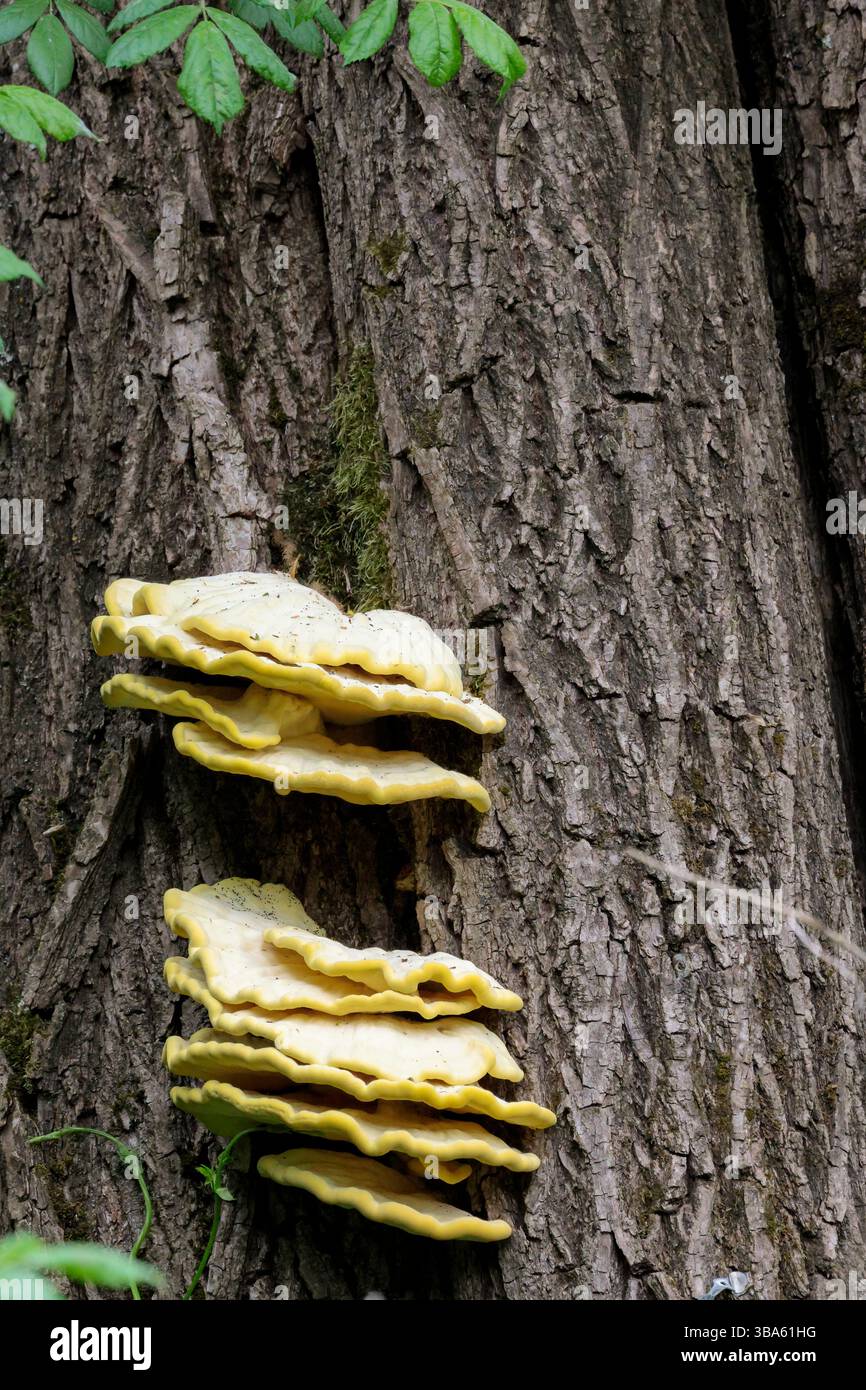 Funghi gialli Laetiporus sulfureus, pollo dei legni livelli di scaffale o staffa funghi sul tronco dell'albero bordi esterni gialli arancioni tomaia bianca cremosa Foto Stock