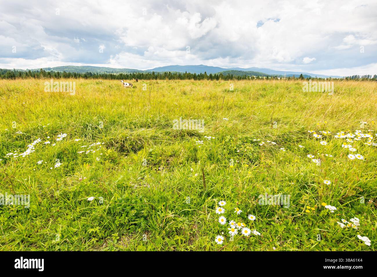 pascolo rurale in una giornata nuvolosa con montagne lontane. vista panoramica di un campo sotto il cielo coperto. paesaggio con tempo tranquillo Foto Stock