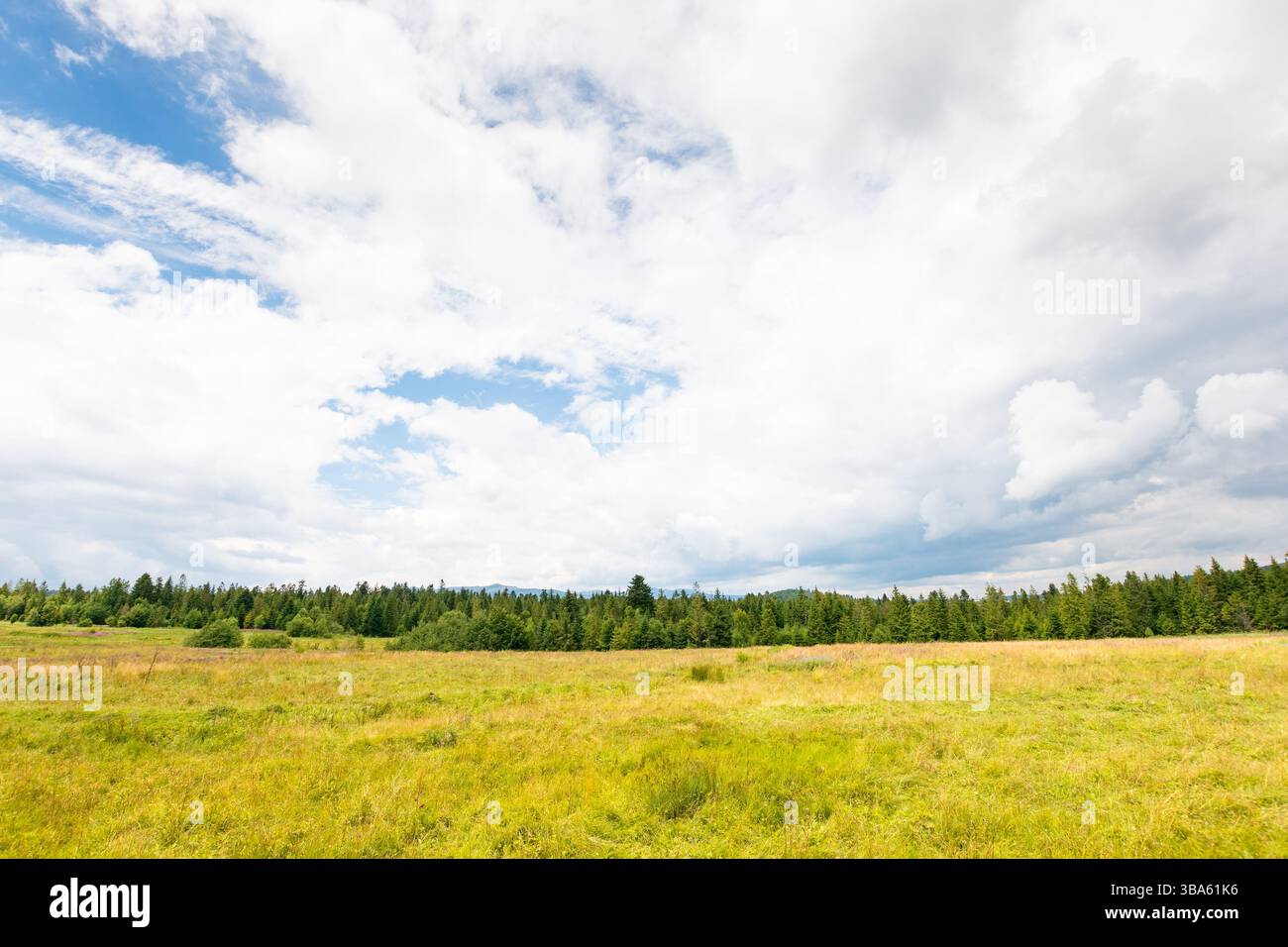 pascolo rurale in una giornata nuvolosa con montagne lontane. vista panoramica di un campo sotto il cielo coperto. natura all'aperto con prato e foresta in estate. Foto Stock