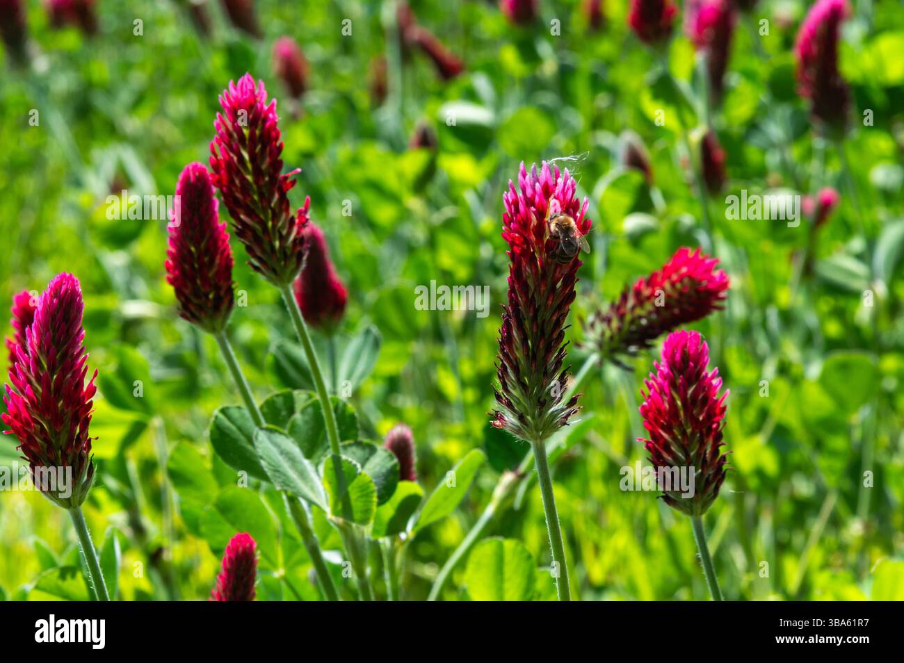 Primo piano di un'ape del miele su trifoglio cremisi (Trifolium incarnatum) in fiore vicino a Warbleton, nell'East Sussex, evidenziando un'agricoltura adatta agli impollinatori Foto Stock