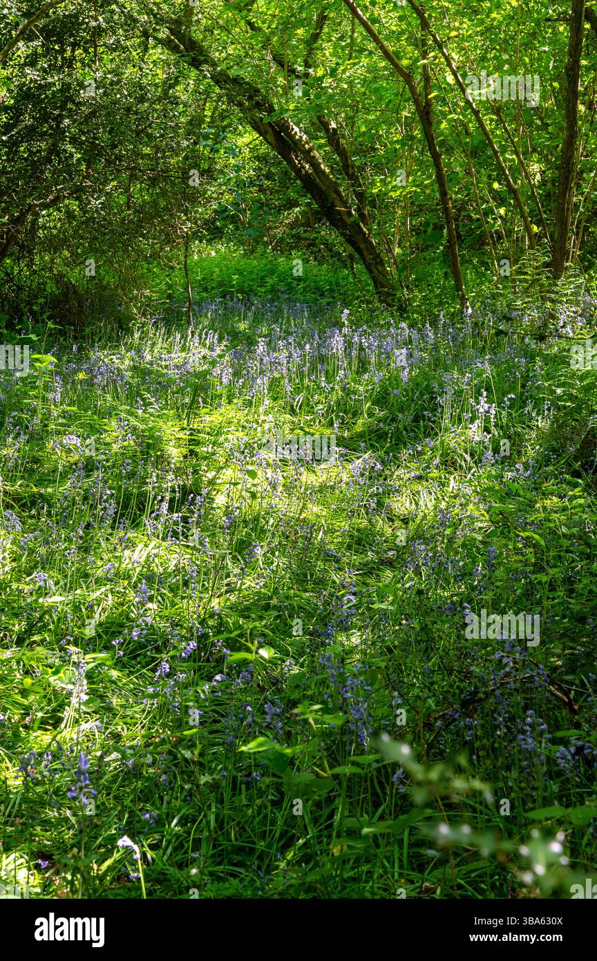 I campanelli fioriscono in una tranquilla glade boschiva dappata all'ombra e alla luce del sole vicino a Rushlake Green, nell'East Sussex, a tarda primavera Foto Stock