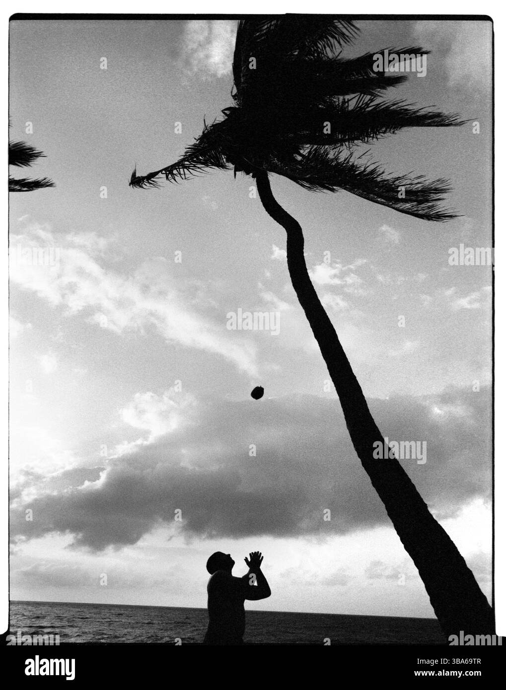 Un uomo prende una noce di cocco buttata via da una palma alle Hawaii. Foto Stock