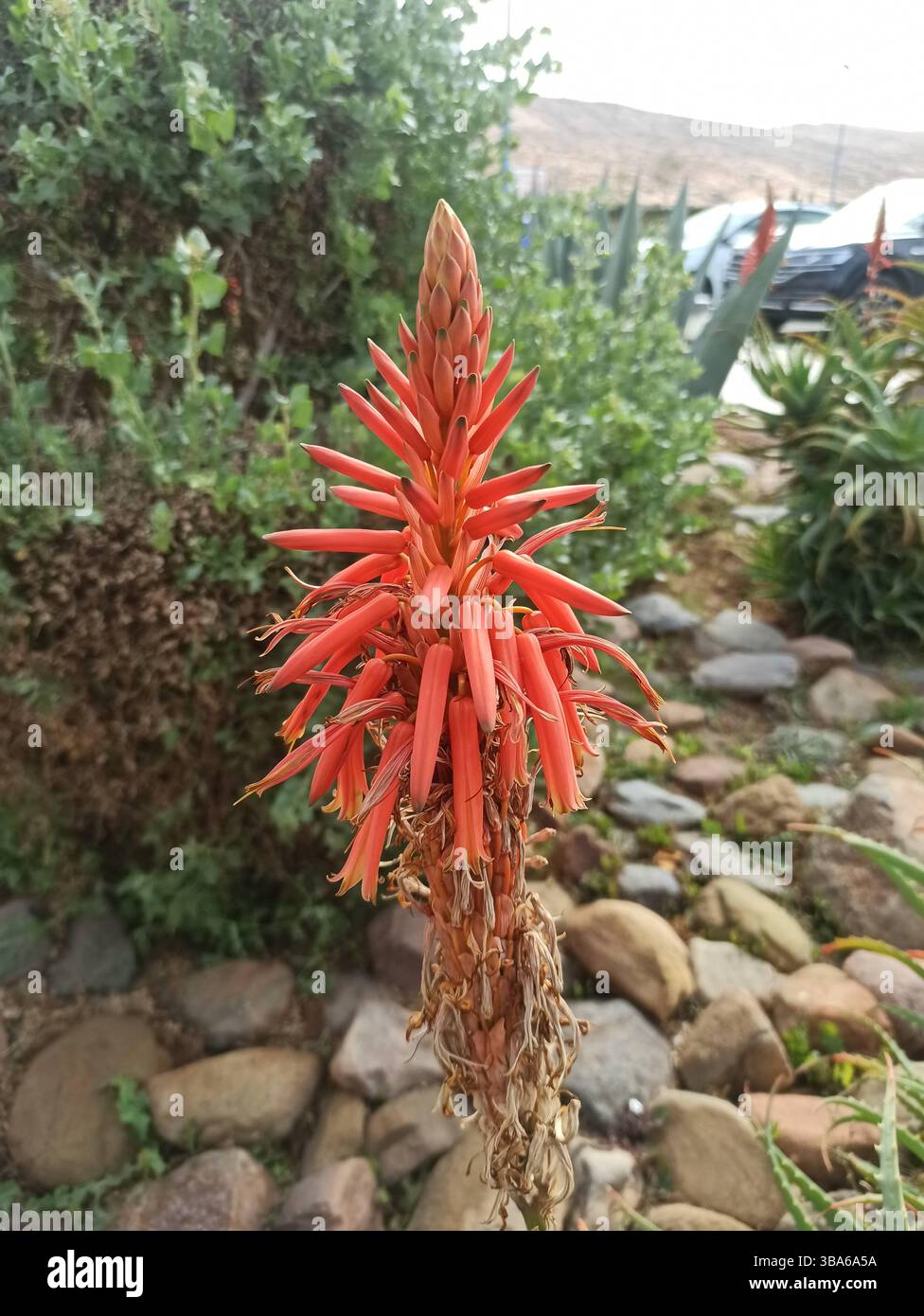 Aloe arborescens - Candelabra aloe, Aloès arborescent, corne de bélier, Krantz Aloe, Planta pulpo - Asphodelaceae, Asphodélacées Foto Stock