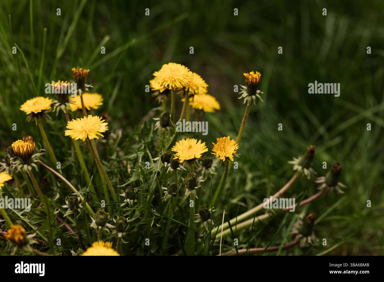 Leoni gialli che fioriscono nell'erba verde alta Foto Stock