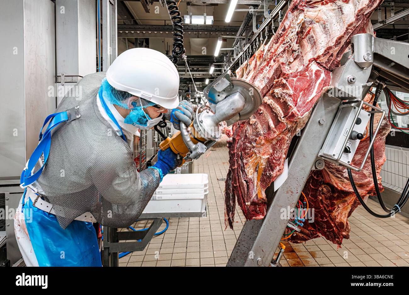 Lavori nei macelli: Operatore di trasformazione delle carni, macellaio professionale in un macello industriale. Macellazione e condimento della carcassa. Carcasse di animali Foto Stock