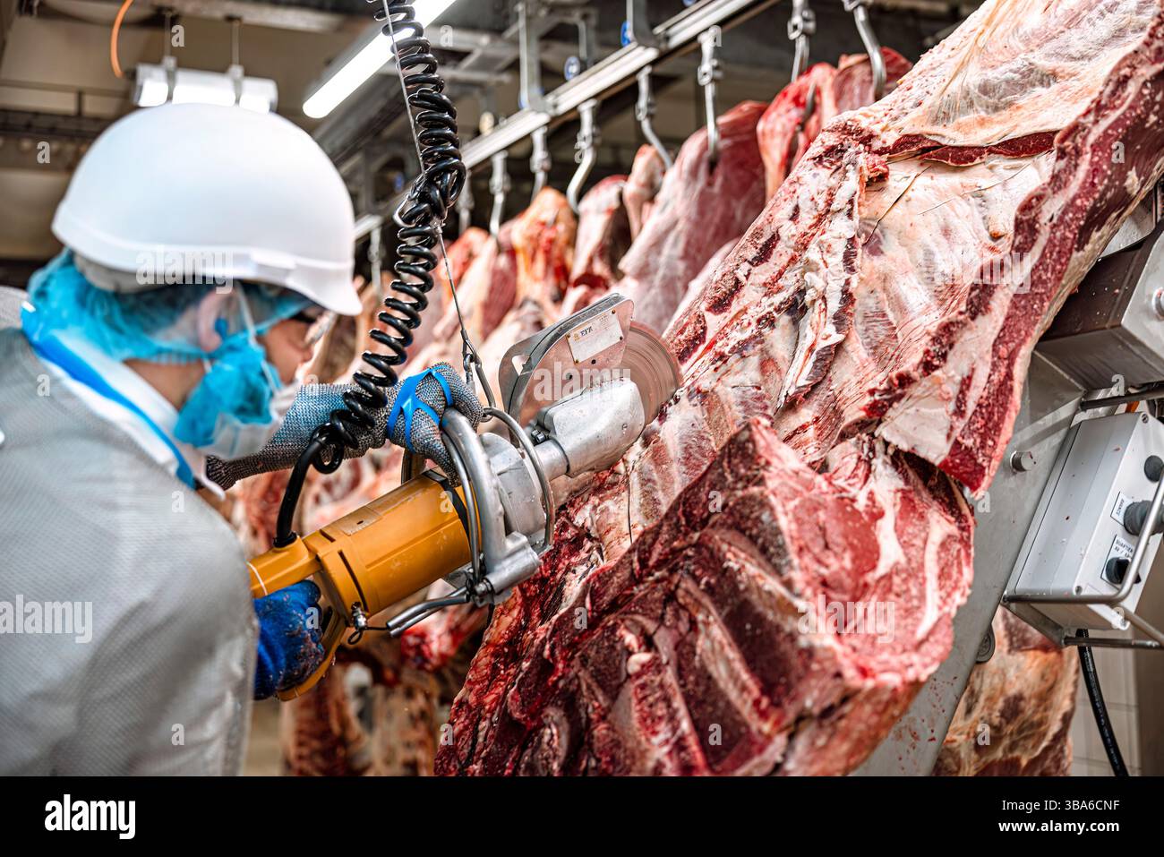 Lavori nei macelli: Operatore di trasformazione delle carni, macellaio professionale in un macello industriale. Macellazione e condimento della carcassa. Carcasse di animali Foto Stock