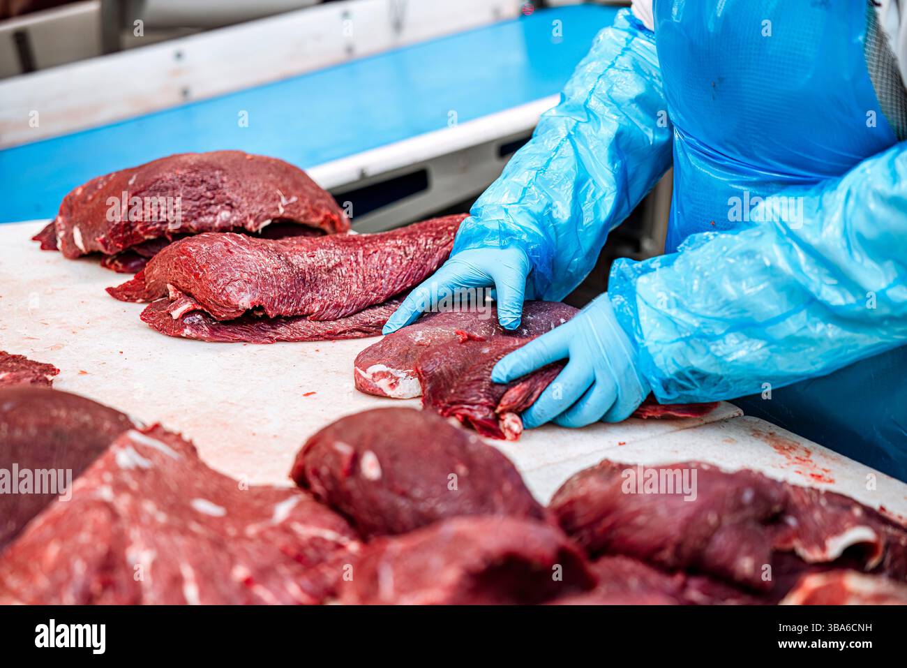 Lavori nei macelli: Operatore di trasformazione delle carni, macellaio professionale in un macello industriale. Macellazione e condimento della carcassa. Maneggiare la carne dopo Foto Stock