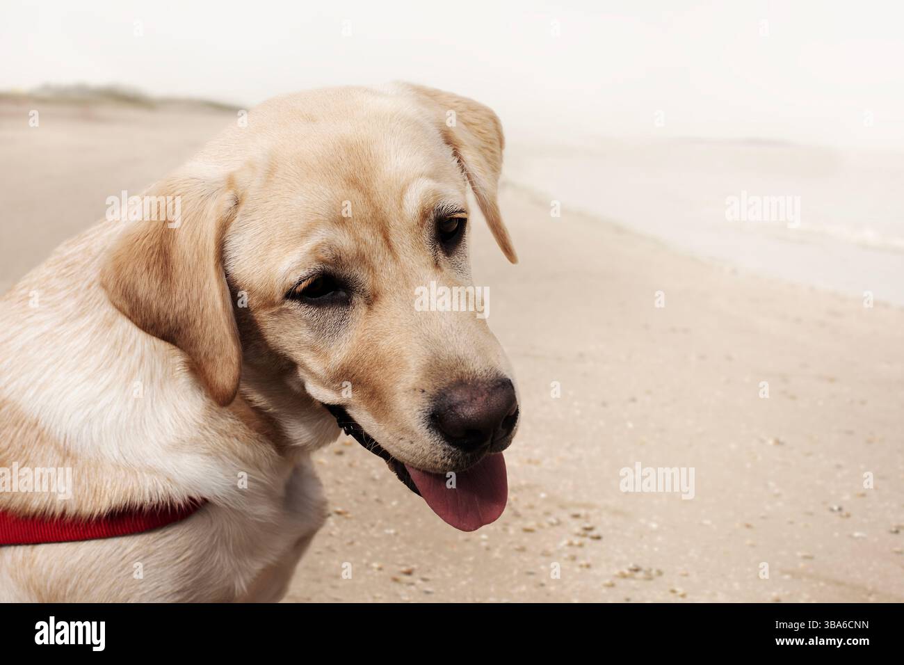 cane felice ​​looks curiosamente al mare Foto Stock