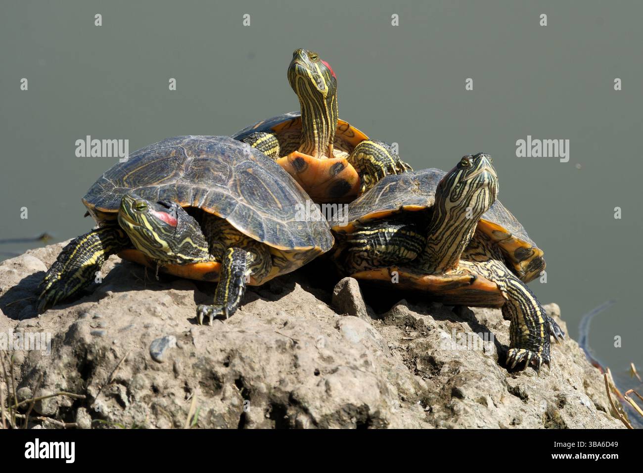 Cursore con orecchie rosse (Trachemys scripta elegans). Tartarughe dalle orecchie rosse su una roccia in uno stagno, primo piano di foto Foto Stock