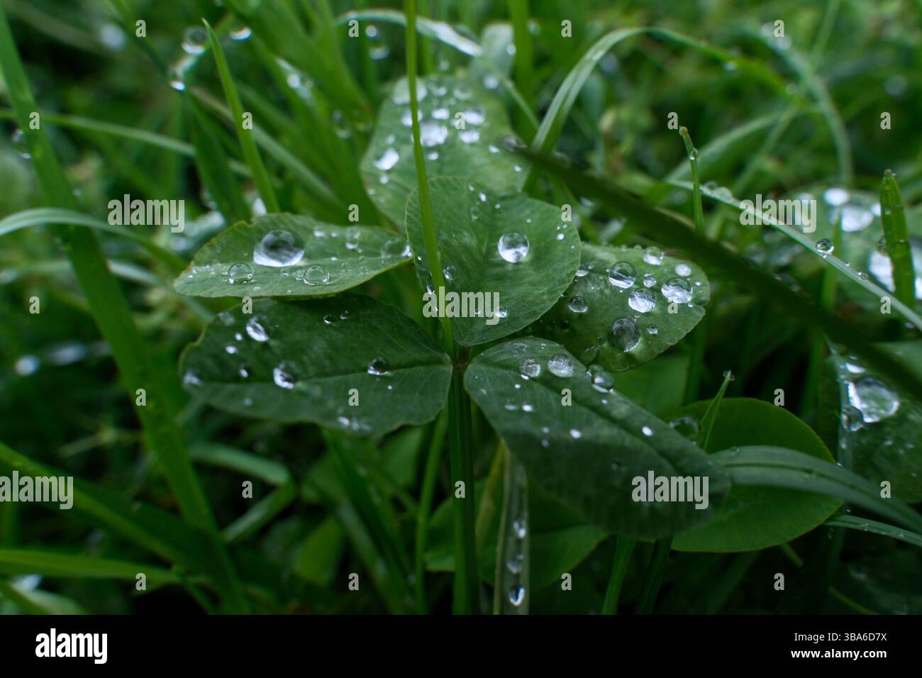 L'acqua cade sull'erba verde. Gocce di pioggia su foglie verdi di trifoglio. Primo piano. Foto Stock
