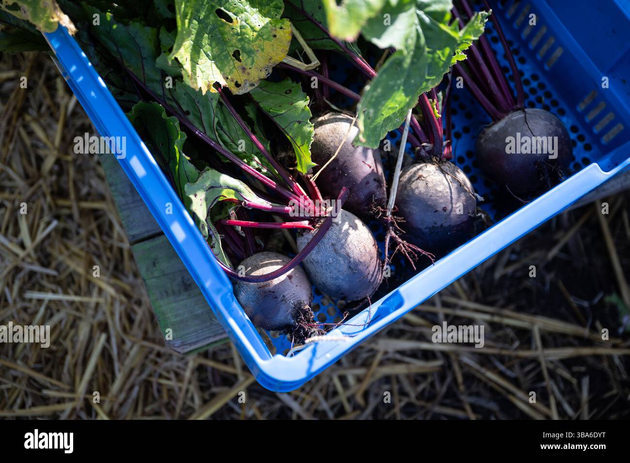 Raccolta di verdure da un orto di permacultura: Barbabietole rosse Foto Stock