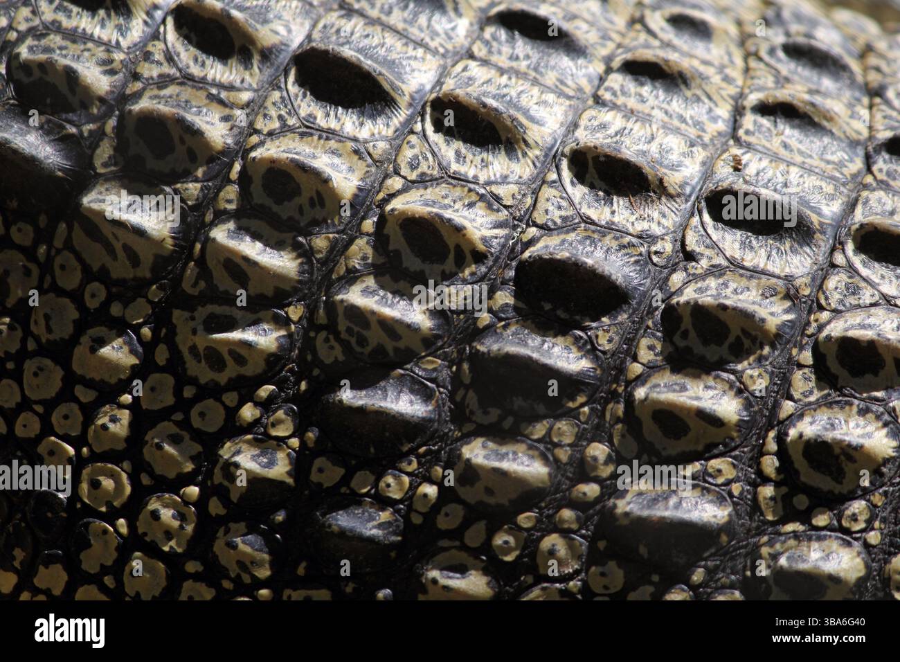 Primo piano della pelle ruvida su un coccodrillo d'acqua dolce Foto Stock