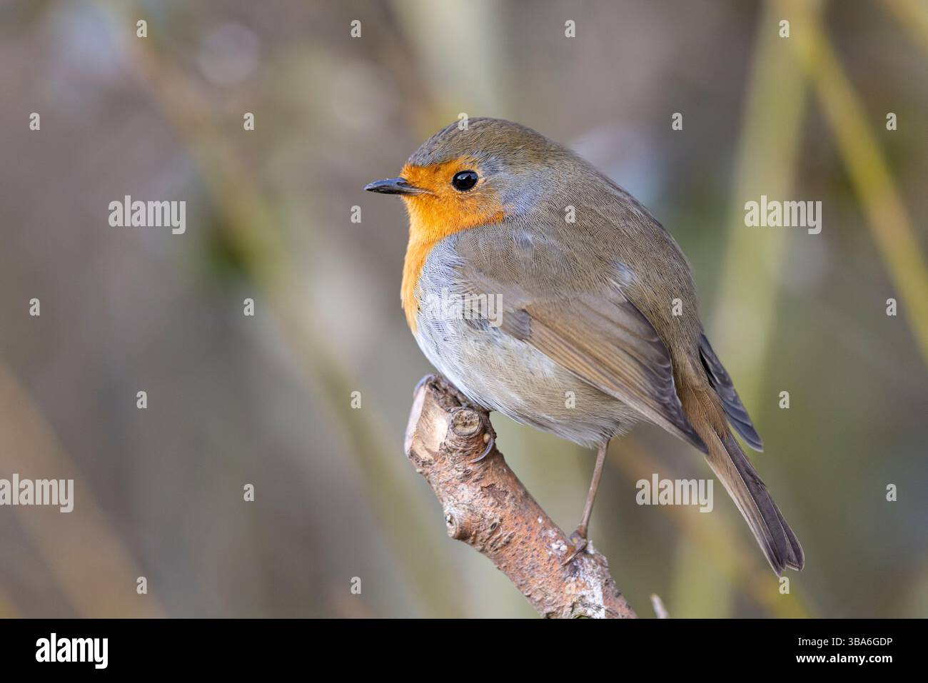 Vista ravvicinata dettagliata di un uccello selvaggio del Regno Unito (erithacus rubecula) appollaiato sulla punta di un piccolo ramo con sfondo sfocato naturale. Foto Stock