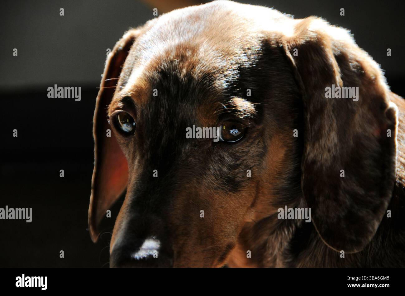 Dachshund Doodles Foto Stock