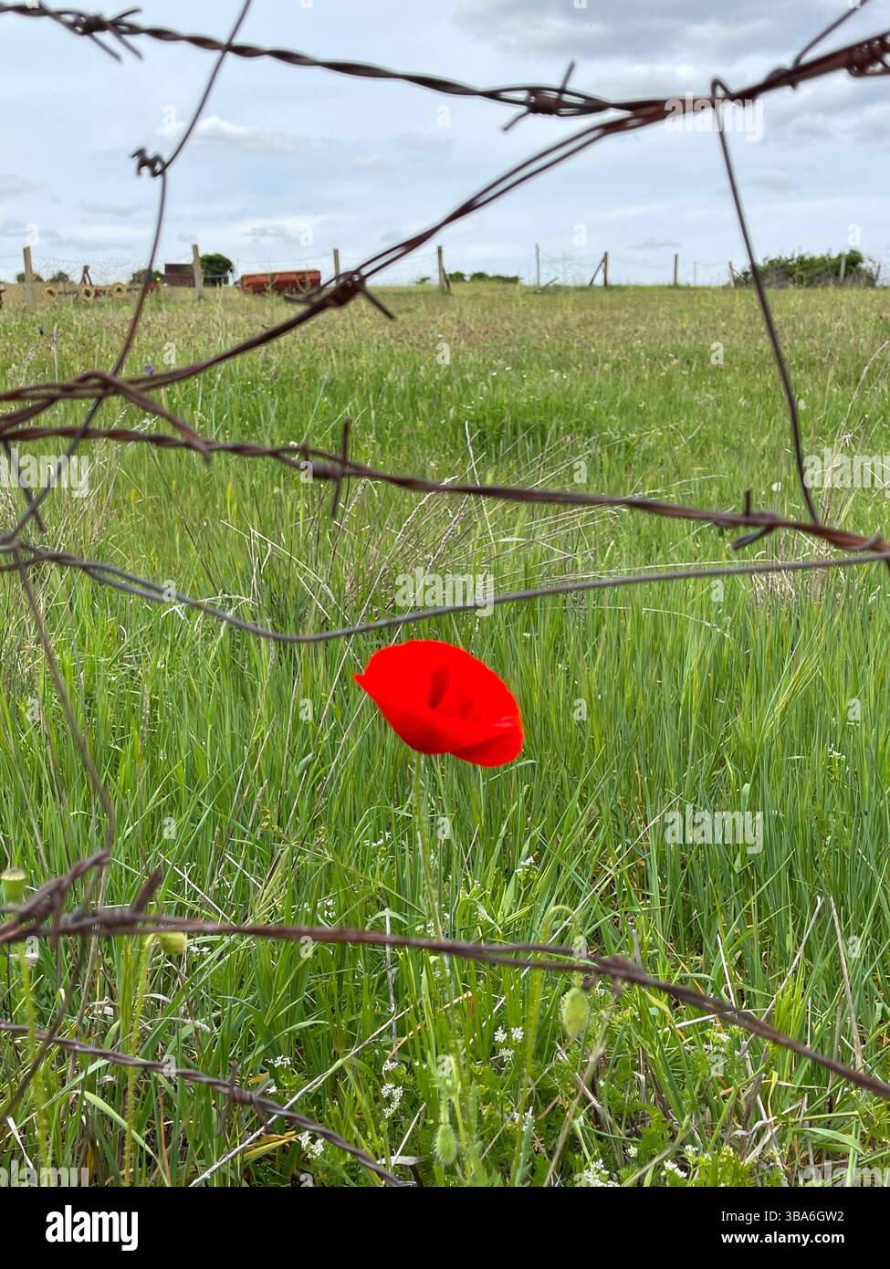 Fiore di papavero e filo spinato. - Immagine stock catturata con smartphone