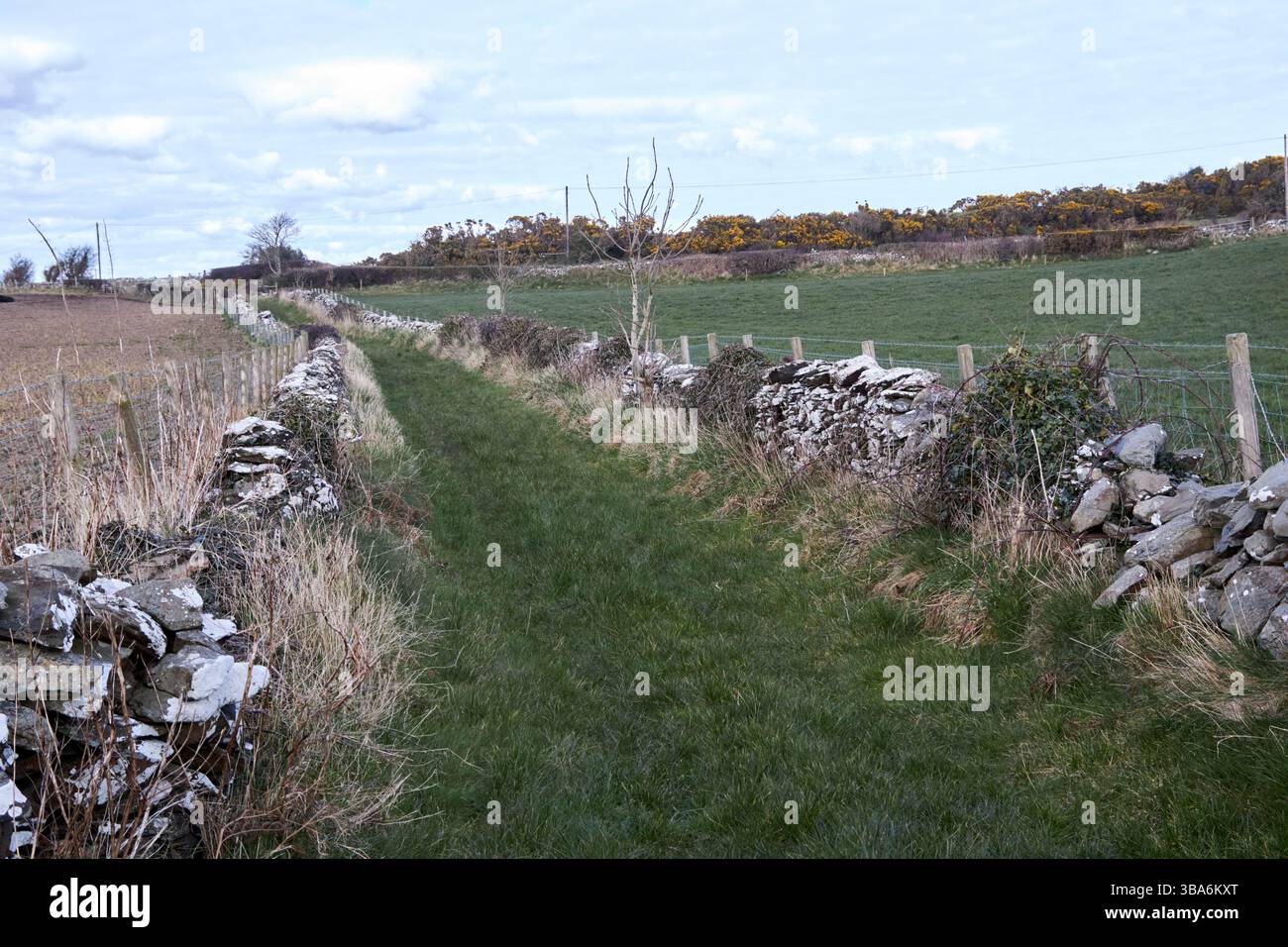vecchia strada storica irlandese troppo coltivata nella contea dell'irlanda settentrionale nel regno unito Foto Stock