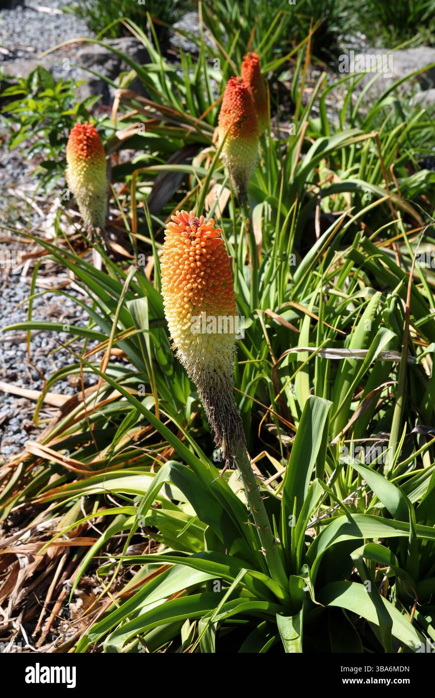 Gigante Red-hot Poker, Kniphofia northiae, Asphodelaceae (precedentemente Xanthorrhoeaceae). Province del Capo, KwaZulu-Natal, Sudafrica. Foto Stock