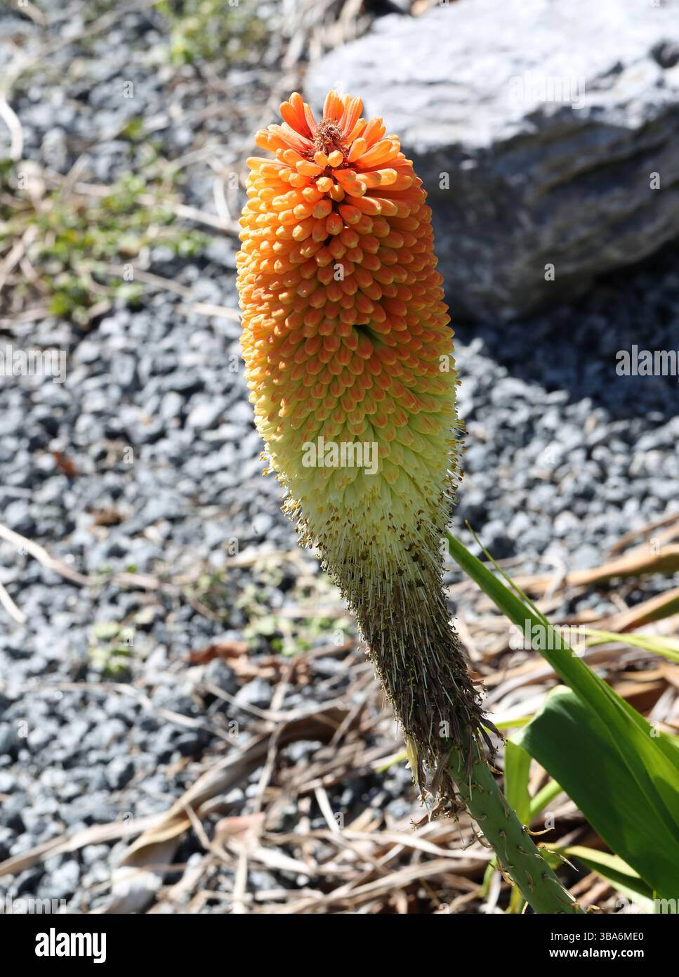 Gigante Red-hot Poker, Kniphofia northiae, Asphodelaceae (precedentemente Xanthorrhoeaceae). Province del Capo, KwaZulu-Natal, Sudafrica. Foto Stock