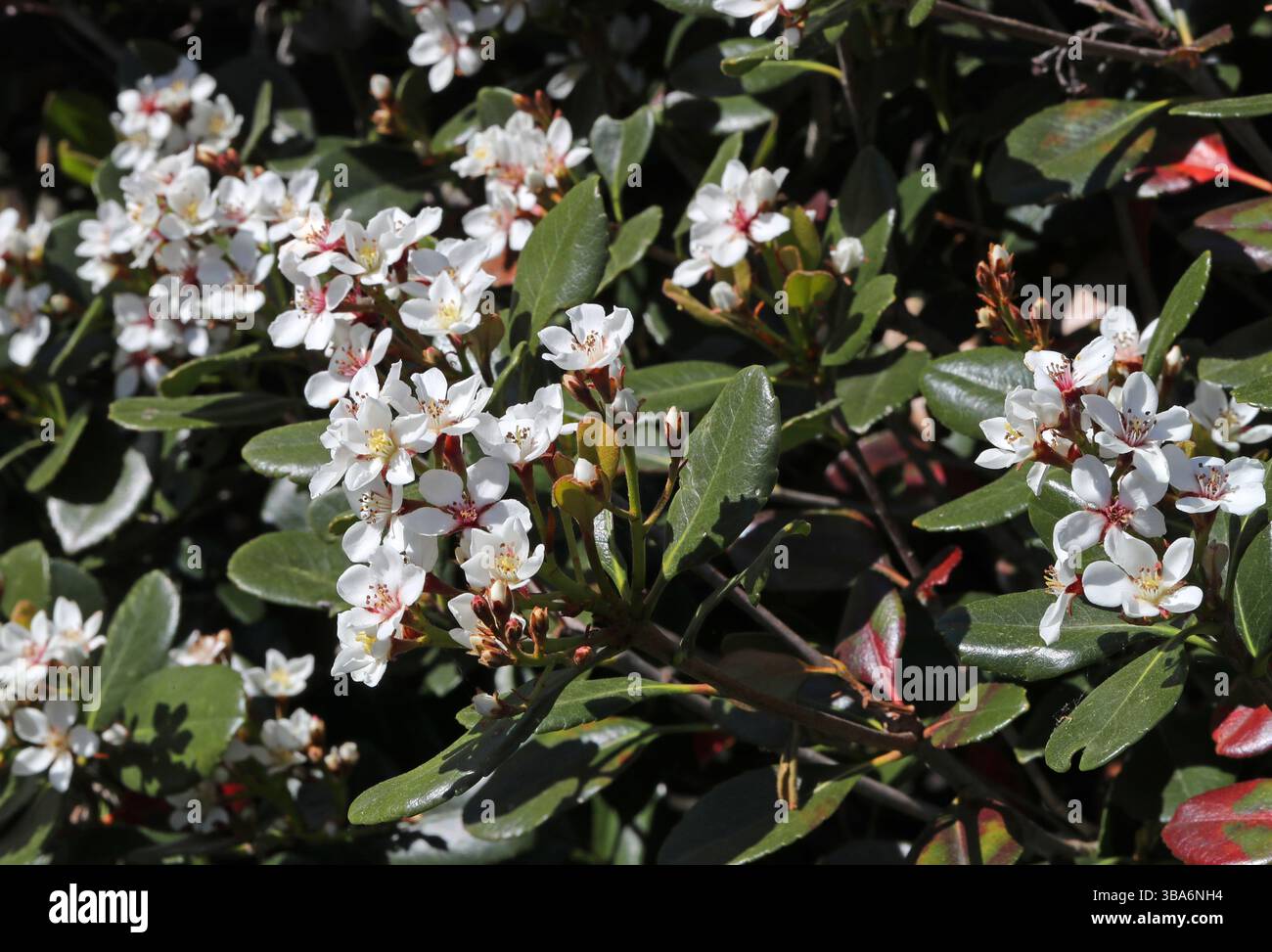 Indian Hawthorn, India Hawthorn o Hong Kong Hawthorn, Rhaphiolepis indica, Rosaceae. Cina centro-meridionale, Asia. Foto Stock