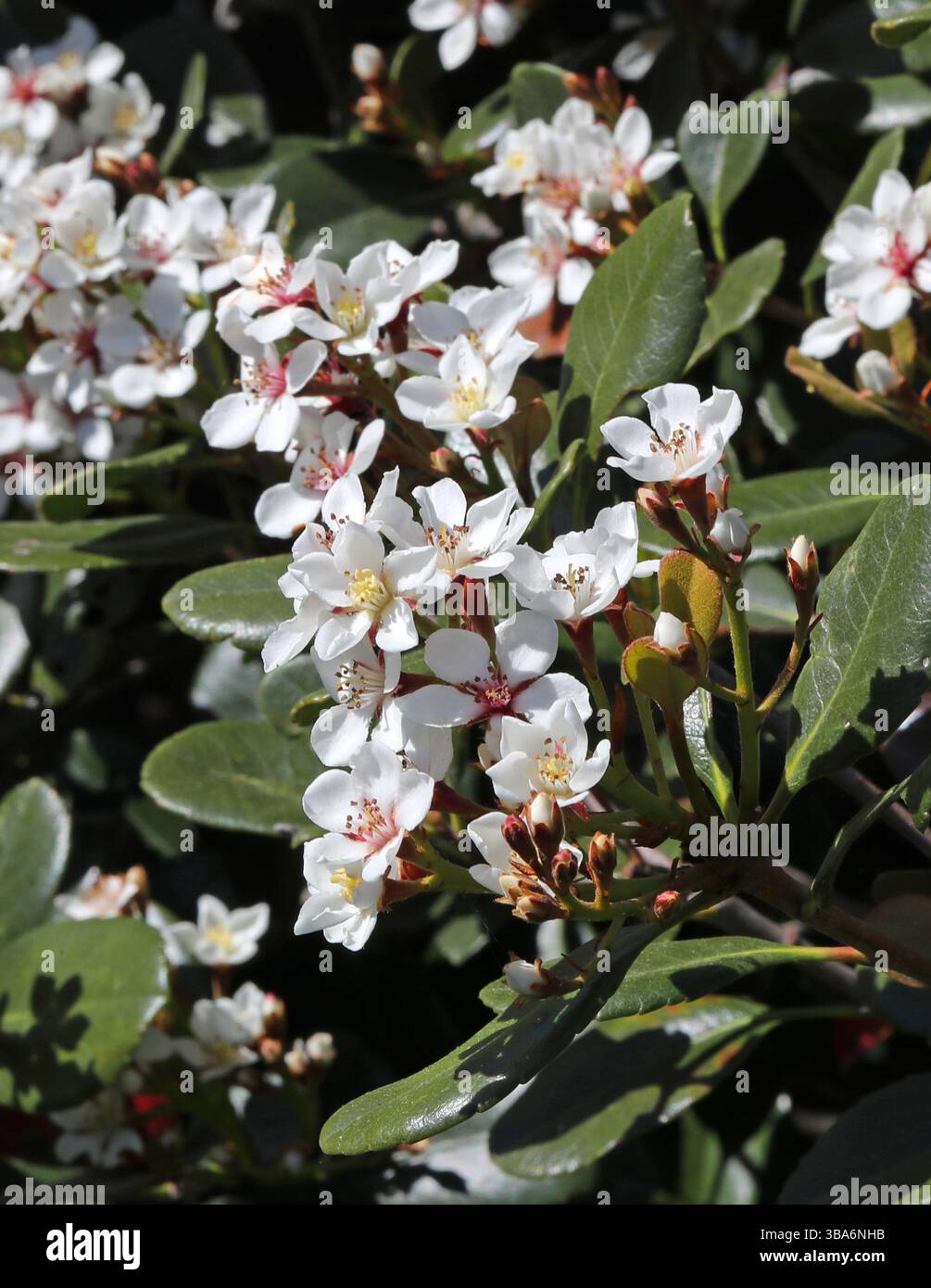 Indian Hawthorn, India Hawthorn o Hong Kong Hawthorn, Rhaphiolepis indica, Rosaceae. Cina centro-meridionale, Asia. Foto Stock