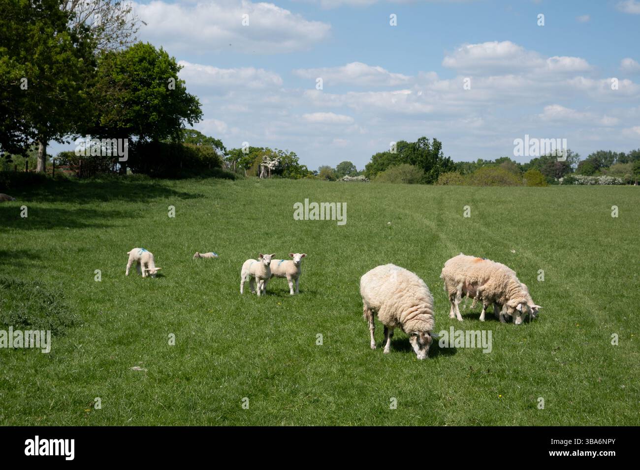 Pecore con agnelli in primavera, Hidcote Boyce, Gloucestershire, Inghilterra, Regno Unito Foto Stock