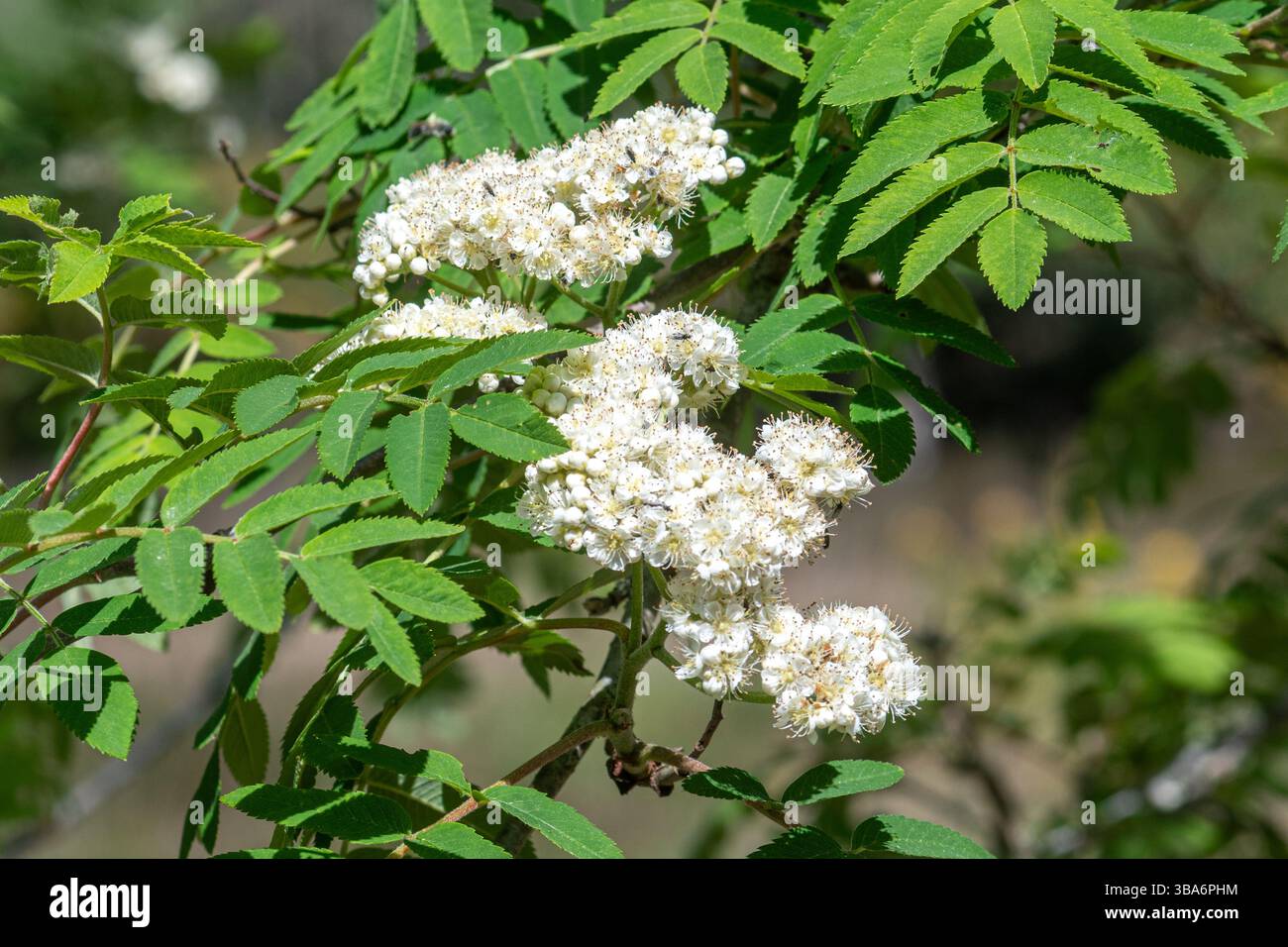 Albero di Rowan, chiamato anche frassino di montagna (Sorbus aucuparia) con fiori bianchi, Surrey, Inghilterra, Regno Unito, durante maggio Foto Stock